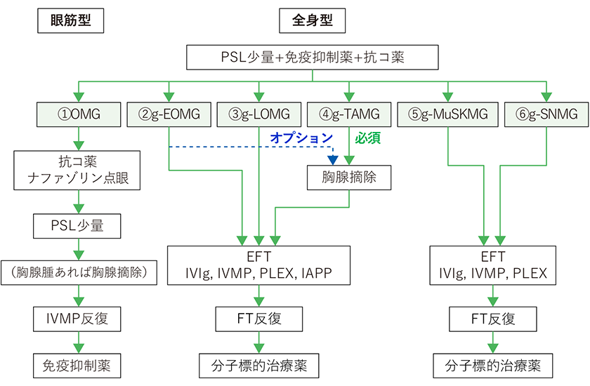 MG/LEMS診療ガイドライン2022<成人期発症MG 病型ごとの治療アルゴリズム>