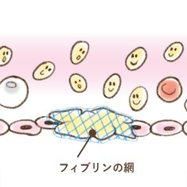 血が止まる仕組み:フィブリンの網ができ二次止血